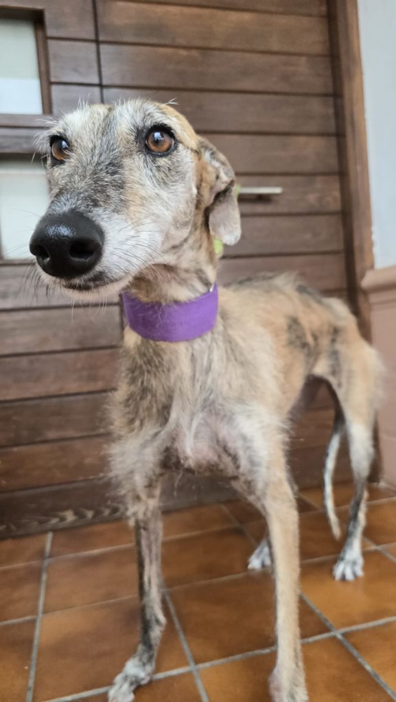 Photo de MARGARET, un lévrier en attente d adoption