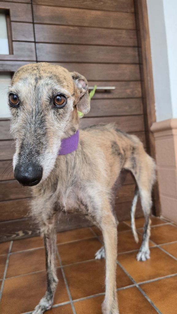 Photo de MARGARET, un lévrier en attente d adoption