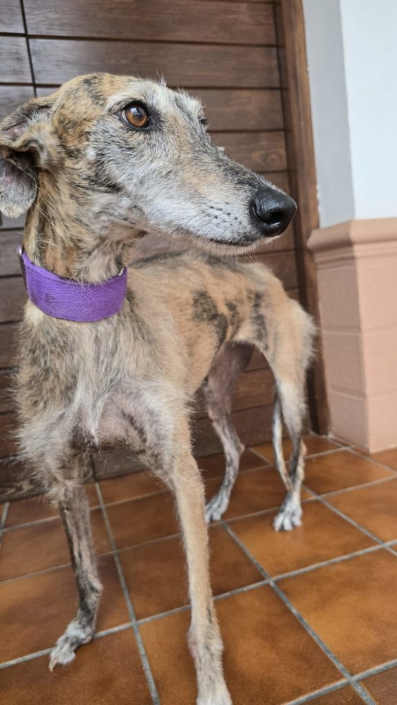 Photo de MARGARET, un lévrier en attente d adoption