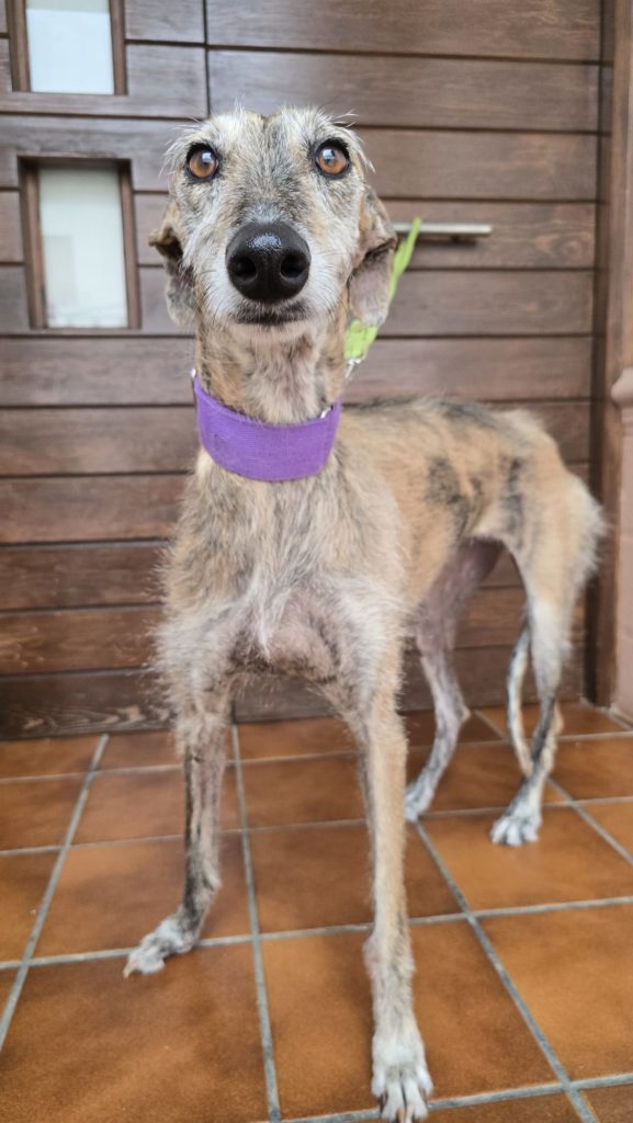 Photo de MARGARET, un lévrier en attente d adoption