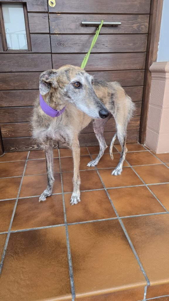Photo de MARGARET, un lévrier en attente d adoption