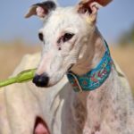 Photo de MAYRA, un lévrier à adopté