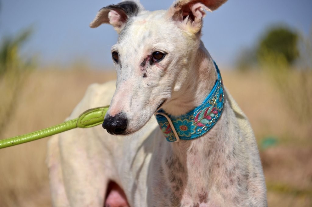 Photo de MAYRA, un lévrier en attente d adoption