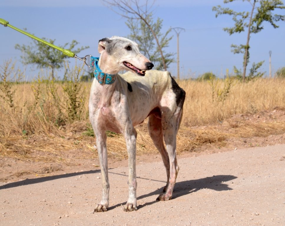 Photo de MAYRA, un lévrier en attente d adoption