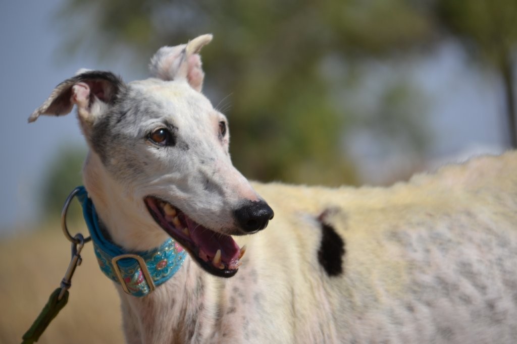 Photo de MAYRA, un lévrier en attente d adoption