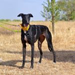 Photo de NALANI, un lévrier à adopté