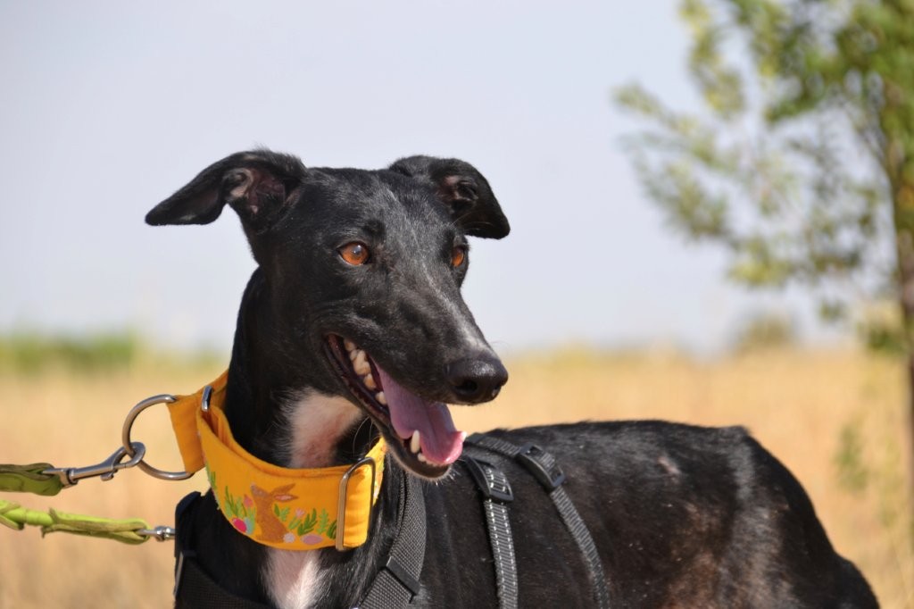 Photo de NALANI, un lévrier en attente d adoption