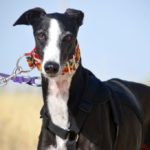 Photo de OLIVO, un lévrier à adopté