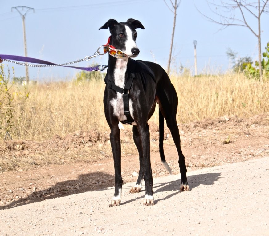 Photo de OLIVO, un lévrier en attente d adoption