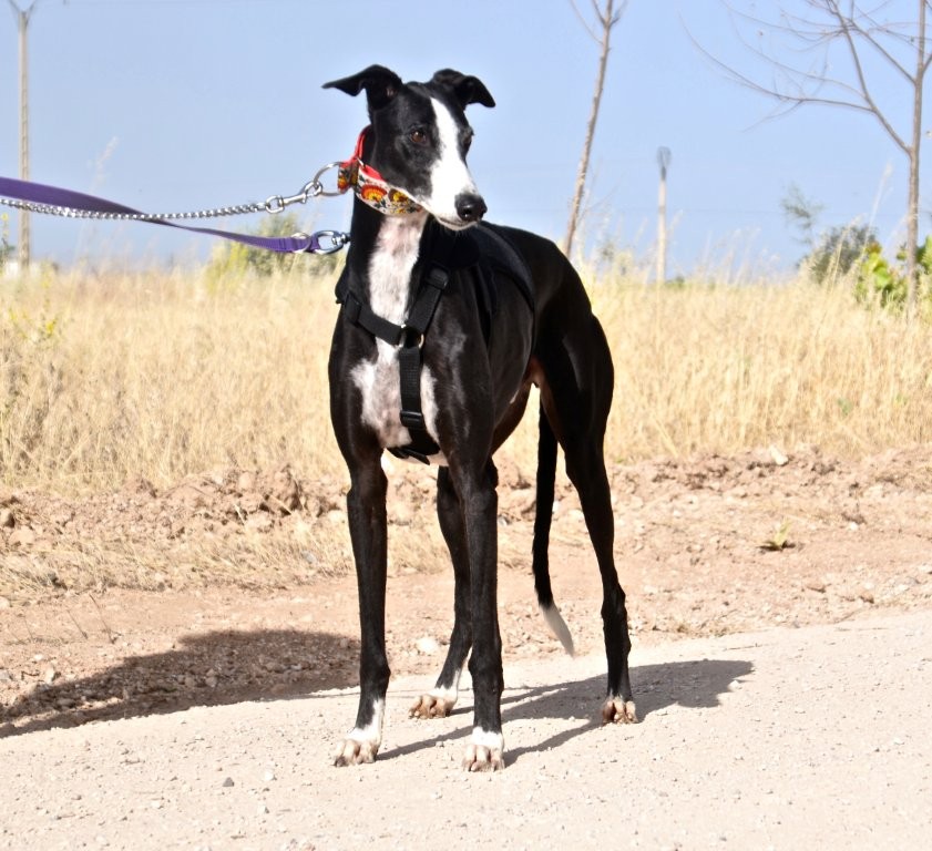 Photo de OLIVO, un lévrier en attente d adoption
