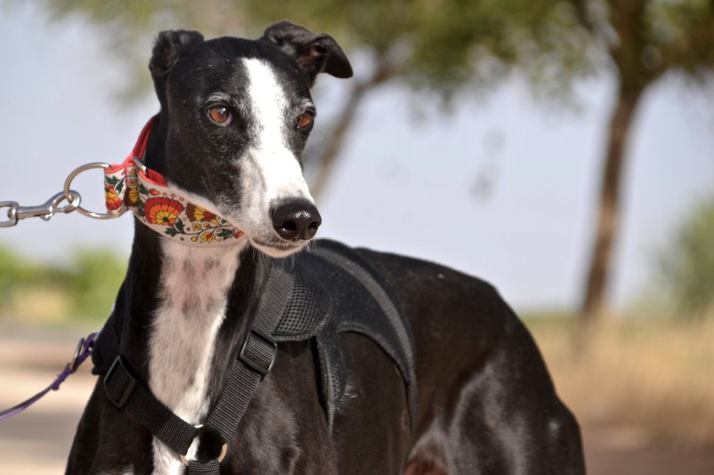 Photo de OLIVO, un lévrier en attente d adoption