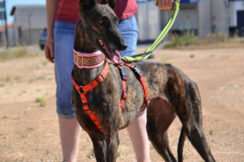 Photo de ONA, un lévrier en attente d adoption