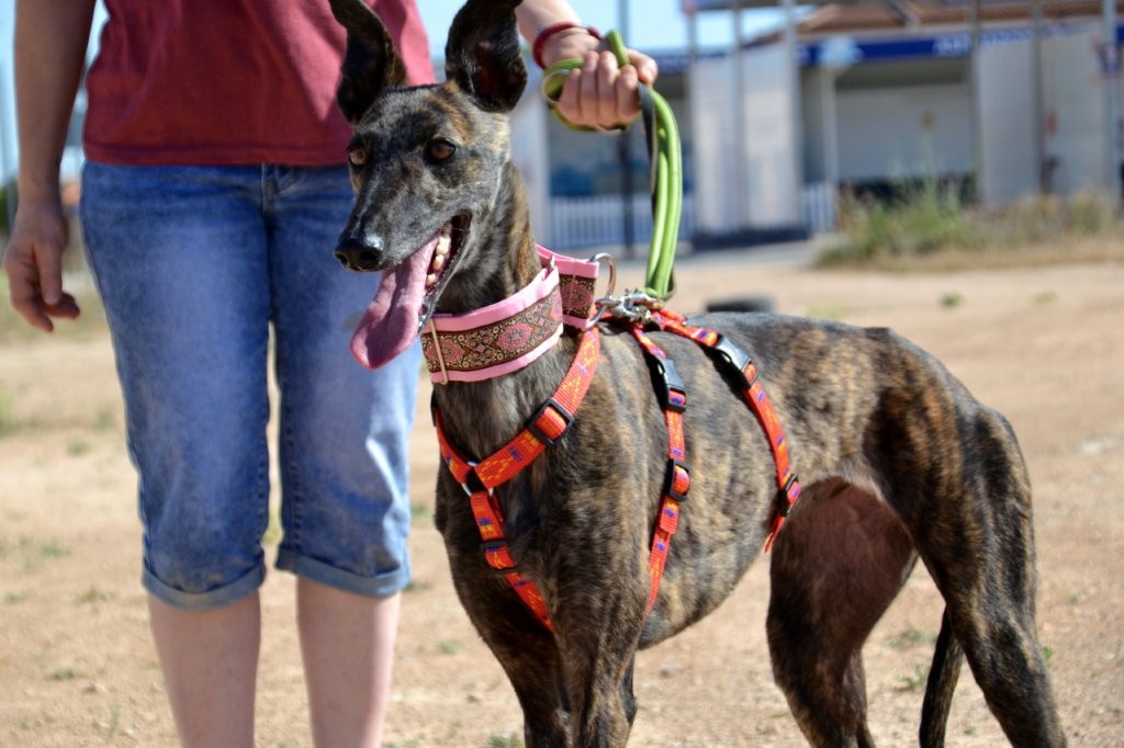 Photo de ONA, un lévrier en attente d adoption
