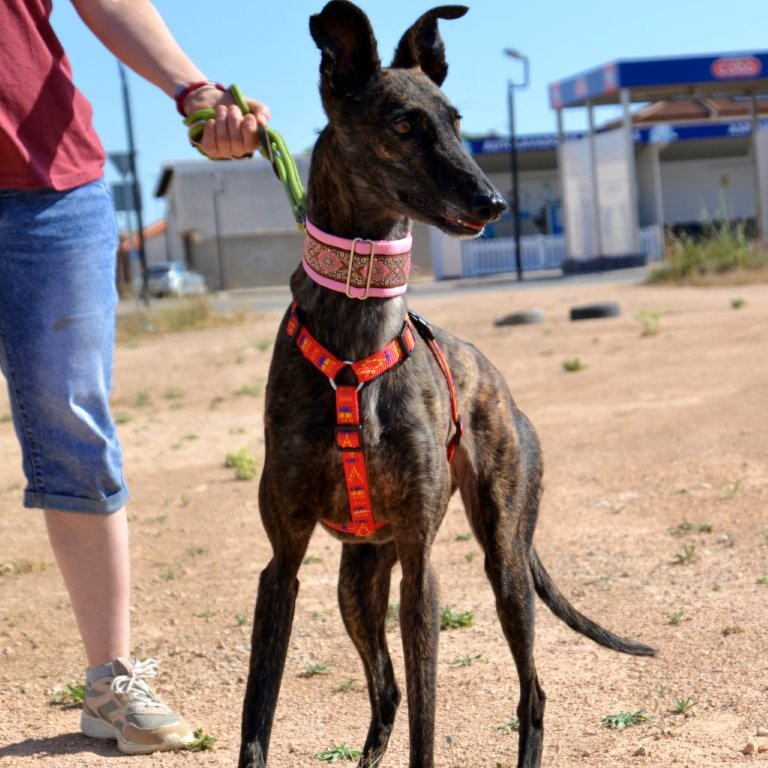 Photo de ONA, un lévrier en attente d adoption