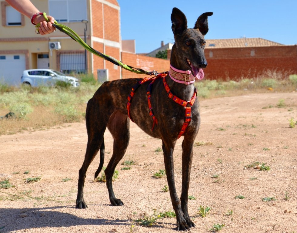 Photo de ONA, un lévrier en attente d adoption