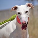 Photo de PALOMITA, un lévrier à adopté