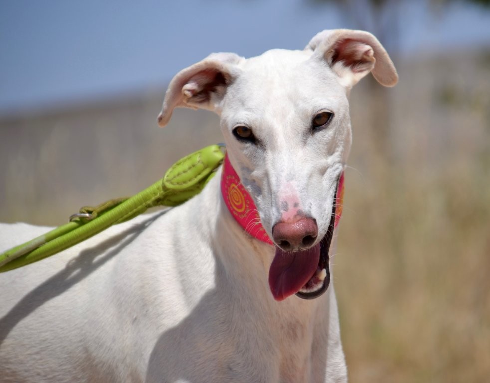 Photo de PALOMITA, un lévrier en attente d adoption