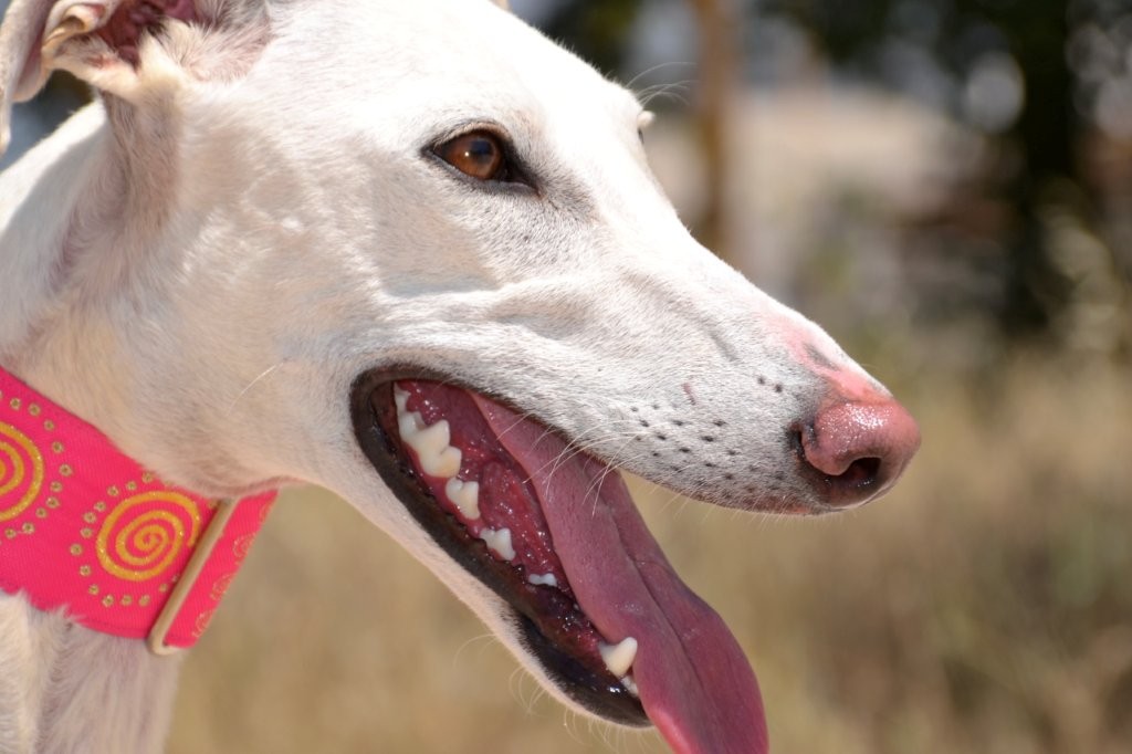 Photo de PALOMITA, un lévrier en attente d adoption