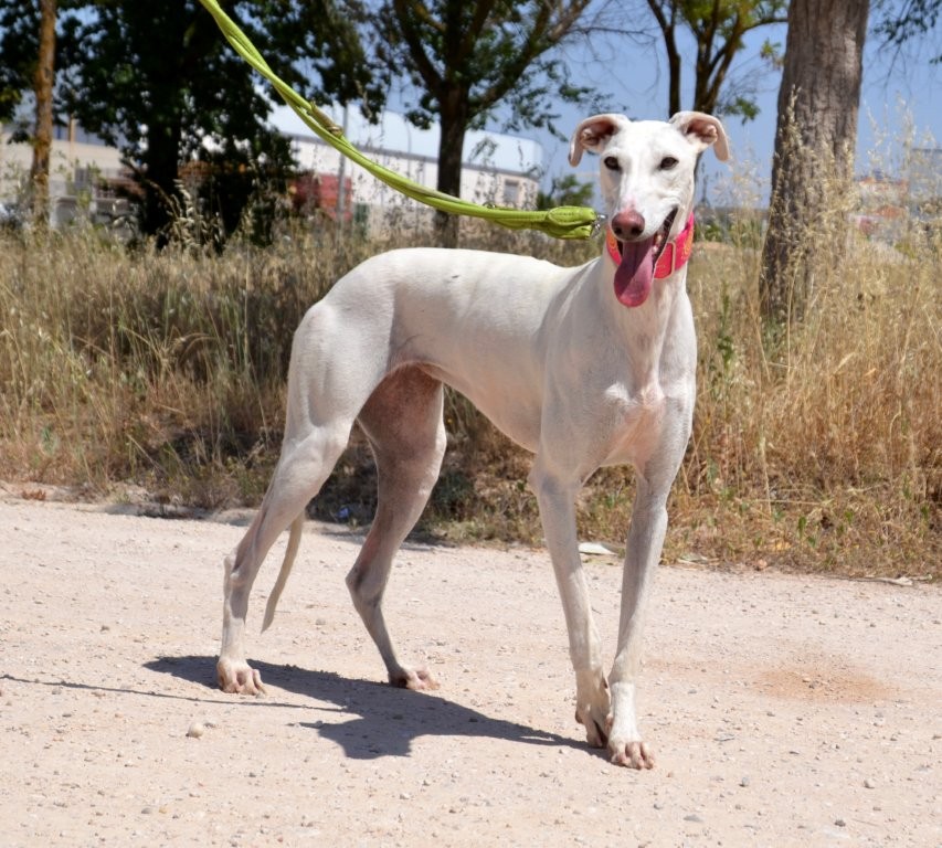 Photo de PALOMITA, un lévrier en attente d adoption