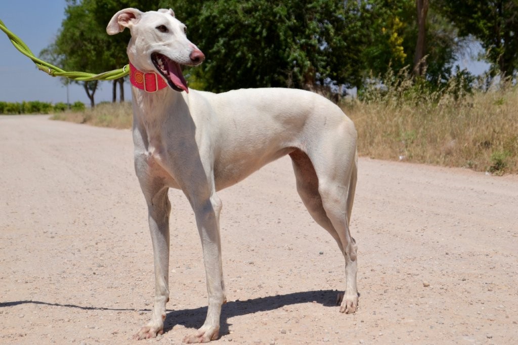 Photo de PALOMITA, un lévrier en attente d adoption
