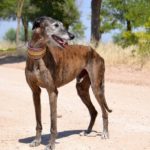 Photo de TUNANTE, un lévrier à adopté