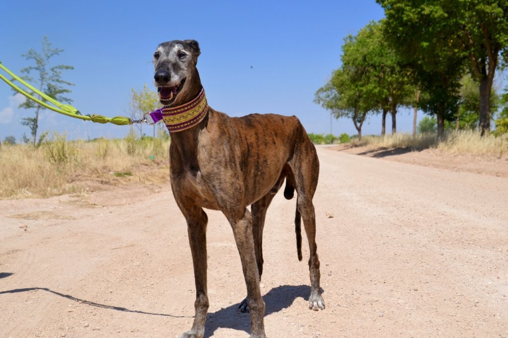 Photo de TUNANTE, un lévrier en attente d adoption