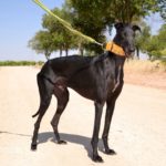 Photo de YATRE, un lévrier à adopté