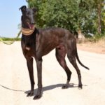Photo de CICLON, un lévrier à adopté