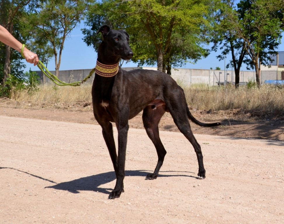 Photo de CICLON, un lévrier en attente d adoption