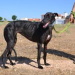 Photo de VICTORIA, un lévrier à adopté