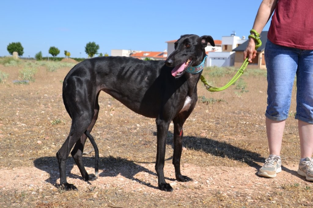 Photo de VICTORIA, un lévrier en attente d adoption