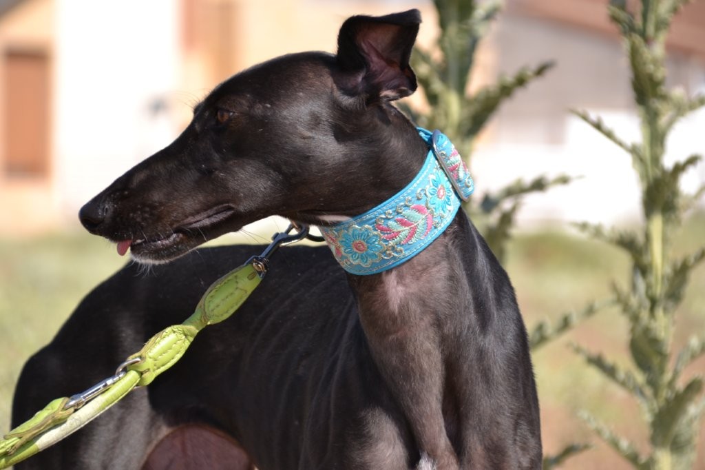 Photo de VICTORIA, un lévrier en attente d adoption
