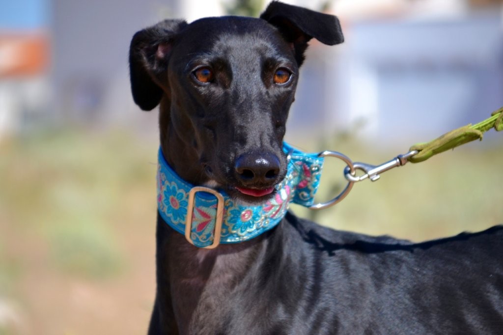 Photo de VICTORIA, un lévrier en attente d adoption