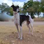 Photo de ITTA, un lévrier à adopté
