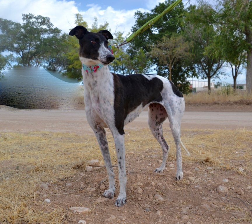 Photo de ITTA, un lévrier en attente d adoption
