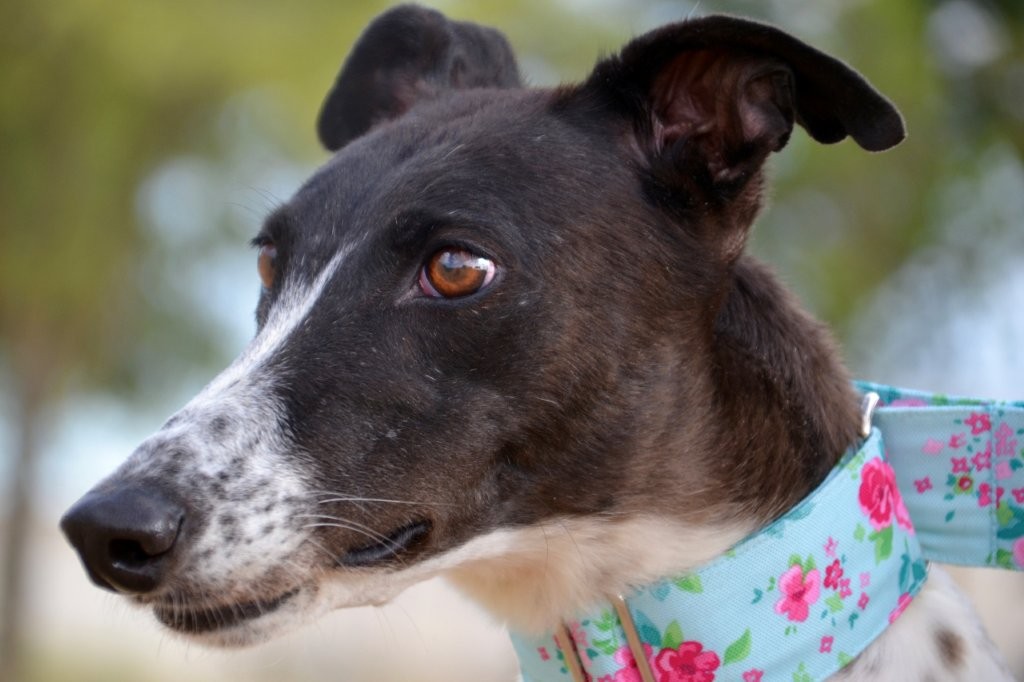 Photo de ITTA, un lévrier en attente d adoption