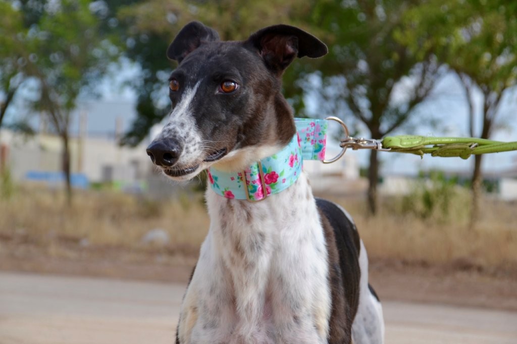 Photo de ITTA, un lévrier en attente d adoption
