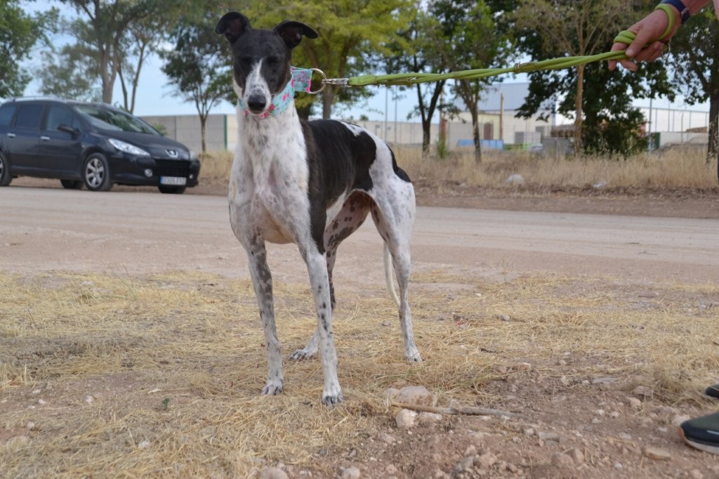 Photo de ITTA, un lévrier en attente d adoption