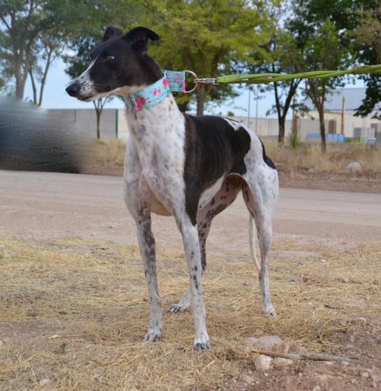 Photo de ITTA, un lévrier en attente d adoption