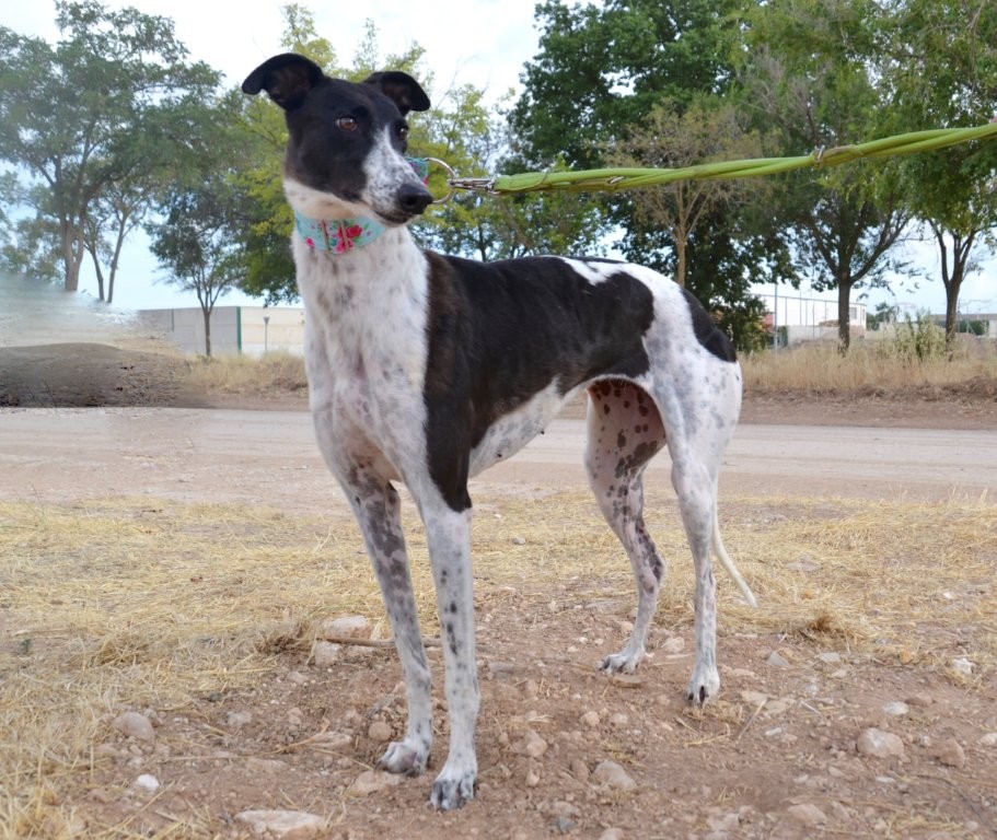 Photo de ITTA, un lévrier en attente d adoption