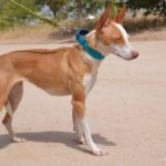 Photo de CLOE, un lévrier à adopté