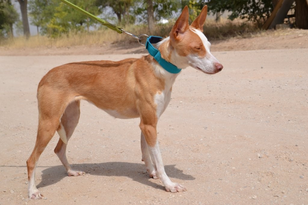 Photo de CLOE, un lévrier en attente d adoption