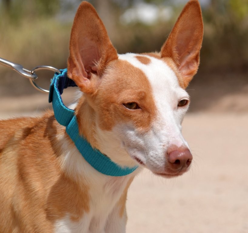 Photo de CLOE, un lévrier en attente d adoption