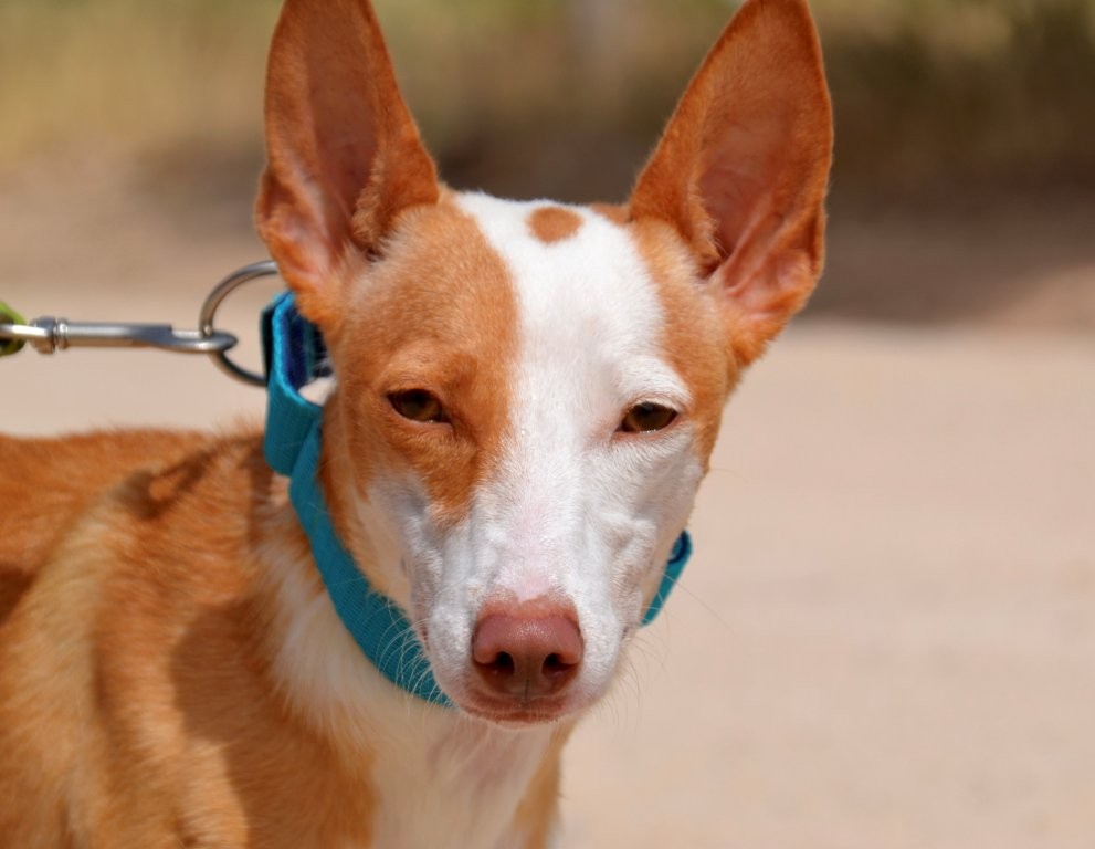Photo de CLOE, un lévrier en attente d adoption