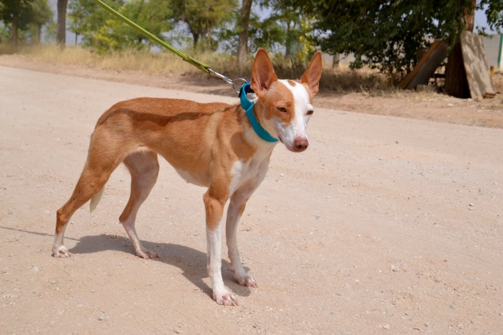 Photo de CLOE, un lévrier en attente d adoption