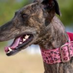 Photo de LINDA, un lévrier à adopté