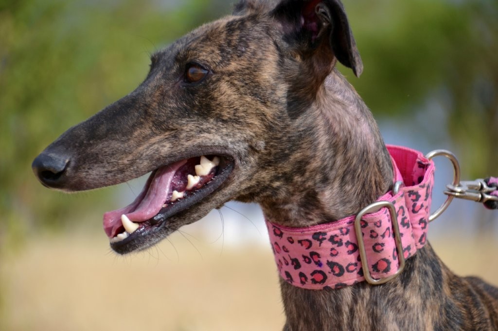 Photo de LINDA, un lévrier en attente d adoption