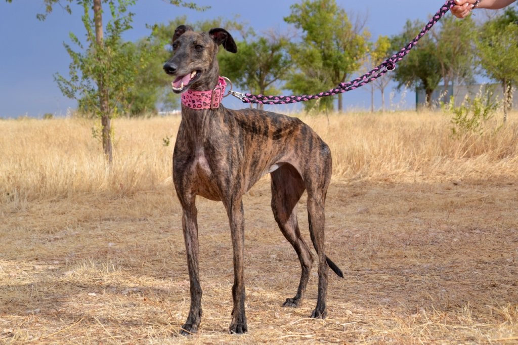 Photo de LINDA, un lévrier en attente d adoption