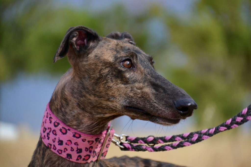 Photo de LINDA, un lévrier en attente d adoption