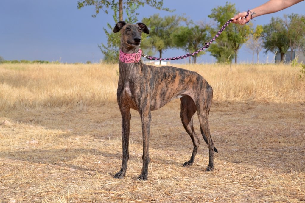 Photo de LINDA, un lévrier en attente d adoption